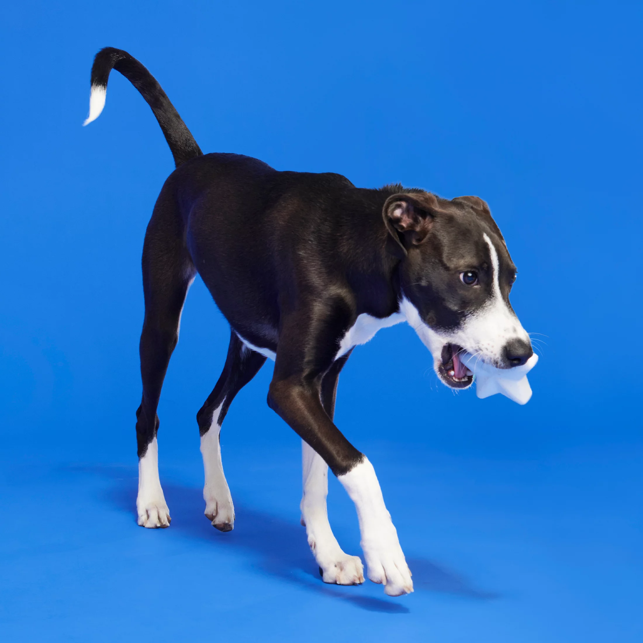 BARK Star Spangled Slammer Super Chewer - Yankee Doodle Dog Toy, american cheese scented