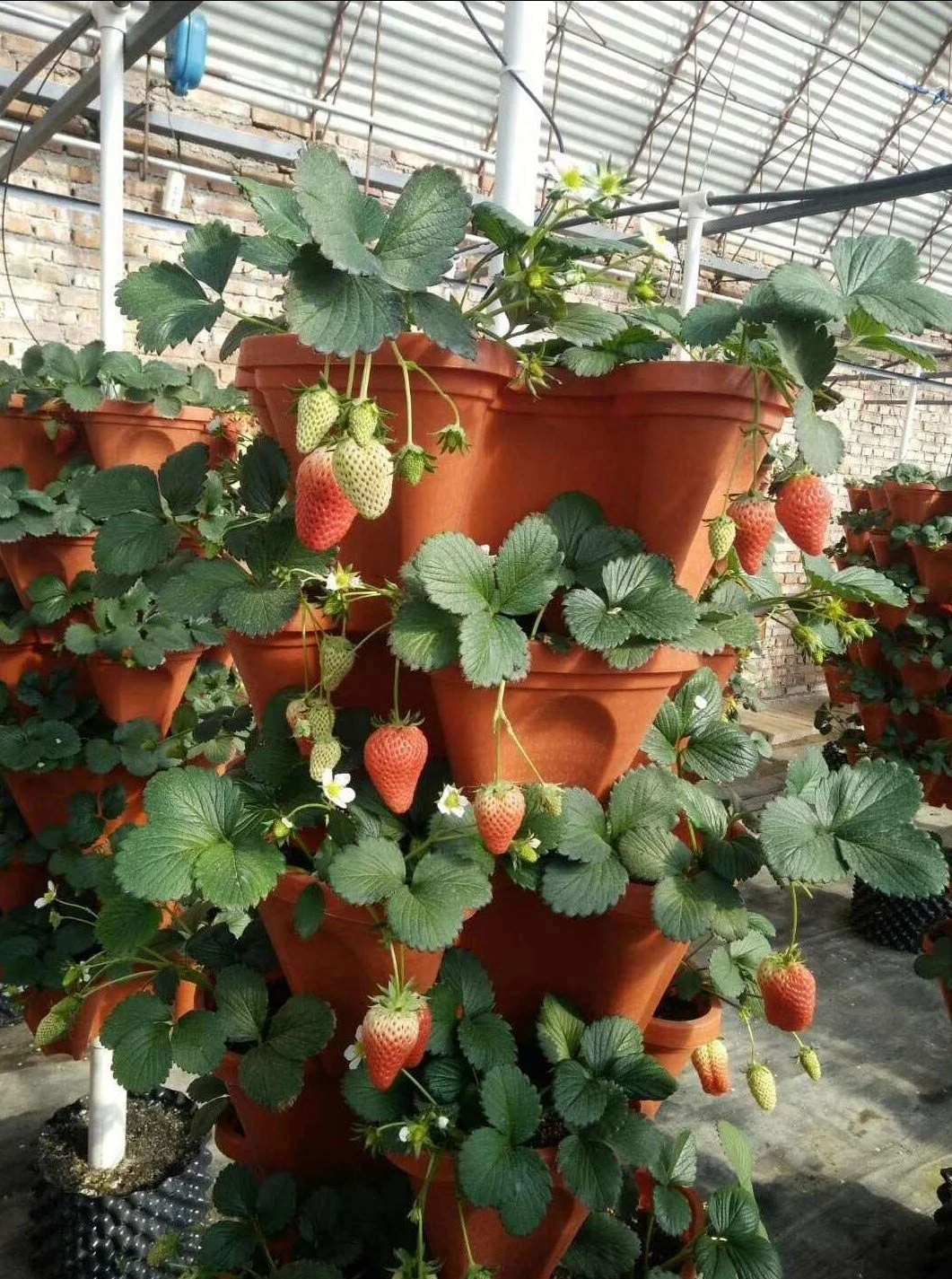 Strawberry and Herb Garden Planters 5@13x13x5.2 inch - 24 quart Stackable Gardening Pots with 10 Inch Saucer (Terra-Cotta)
