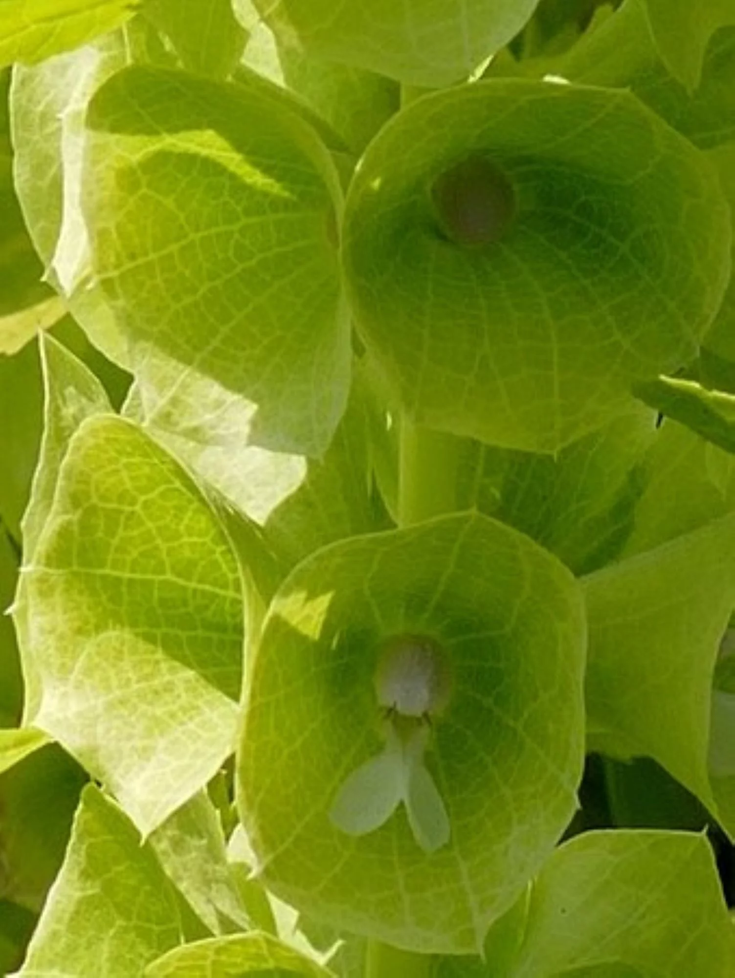 Bells of Ireland Seeds/ Annual/ Full Sun/70 Seeds 1/2 Gram/ Zellajake Farm and Garden - B223