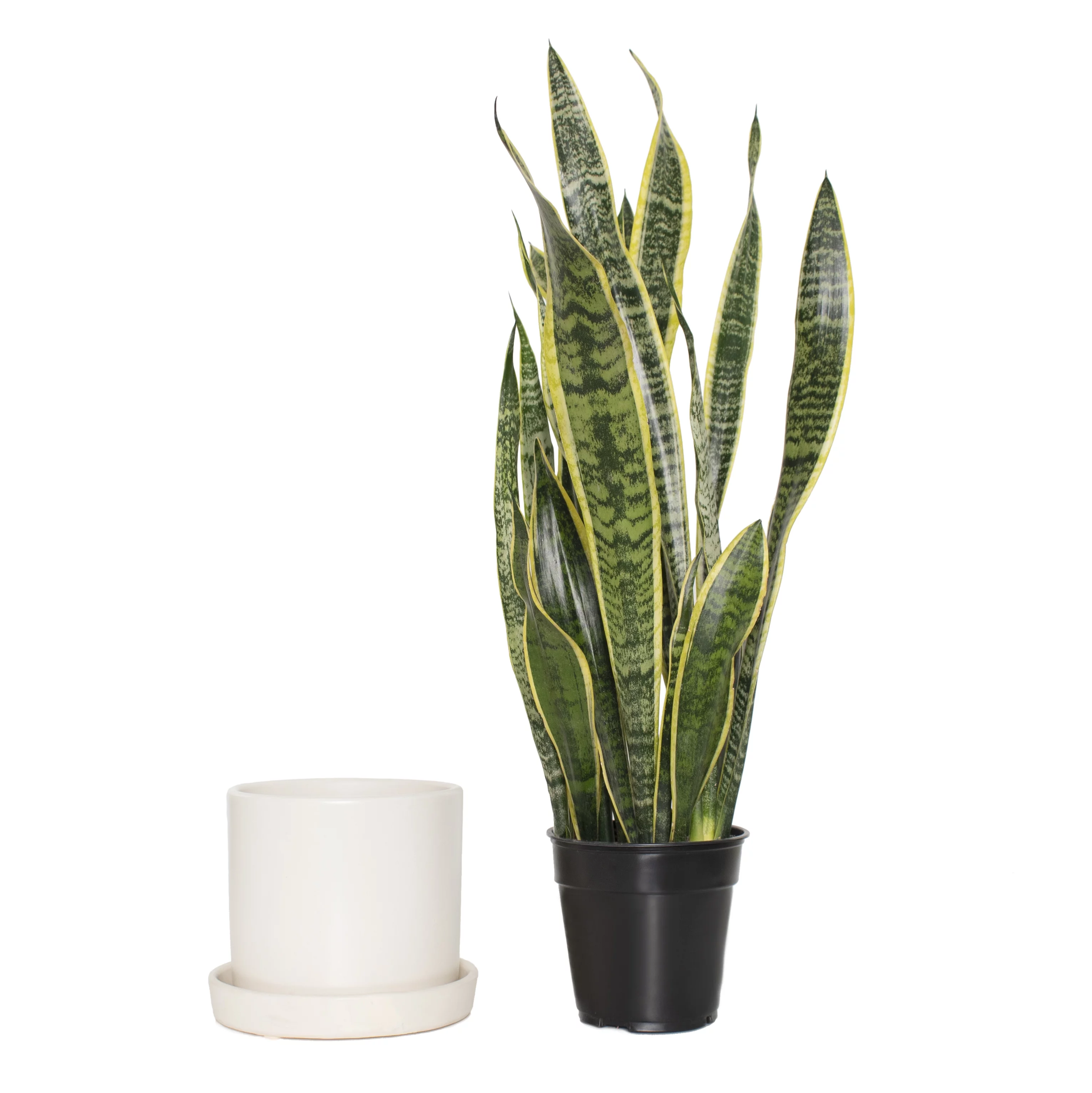 Plant with Purpose 7 in. Semi Matte Cream Hyde Container with Saucer - 1 Piece