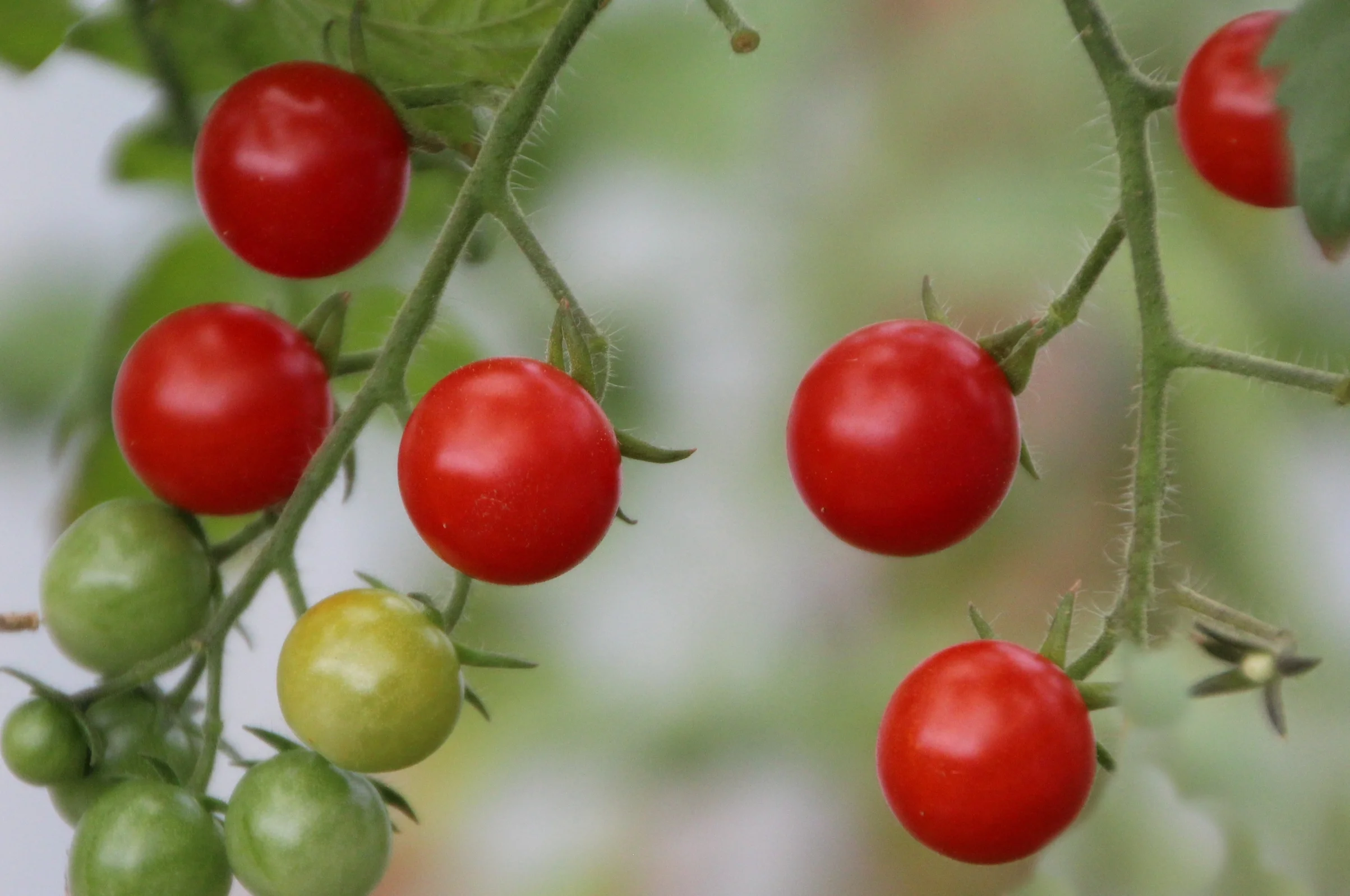 20 Heirloom Seeds-Little Sweetie Tomato - Fresh Eating- Freezing- Sweet Flavor- Great Addition to Sauces and Salsa