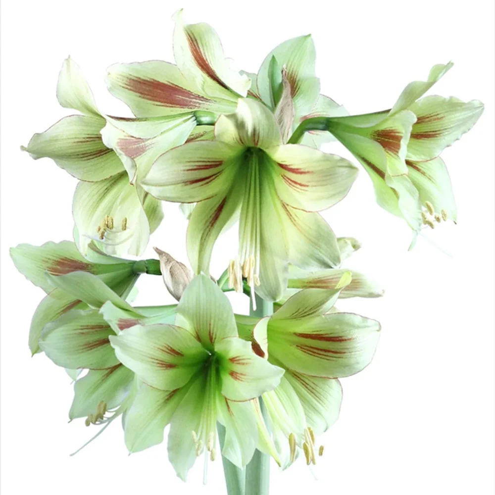 Amaryllis Bulbs Bulk Horticulture and Planting Professional Planting,Potted Planting Beautify Easy Plant Amaryllis Plants Gifts