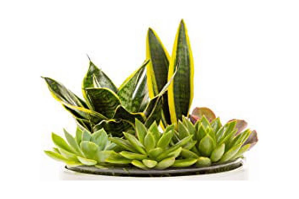 CBT Floral & Craft Chloe Ceramic Pot for Plant l 8.5