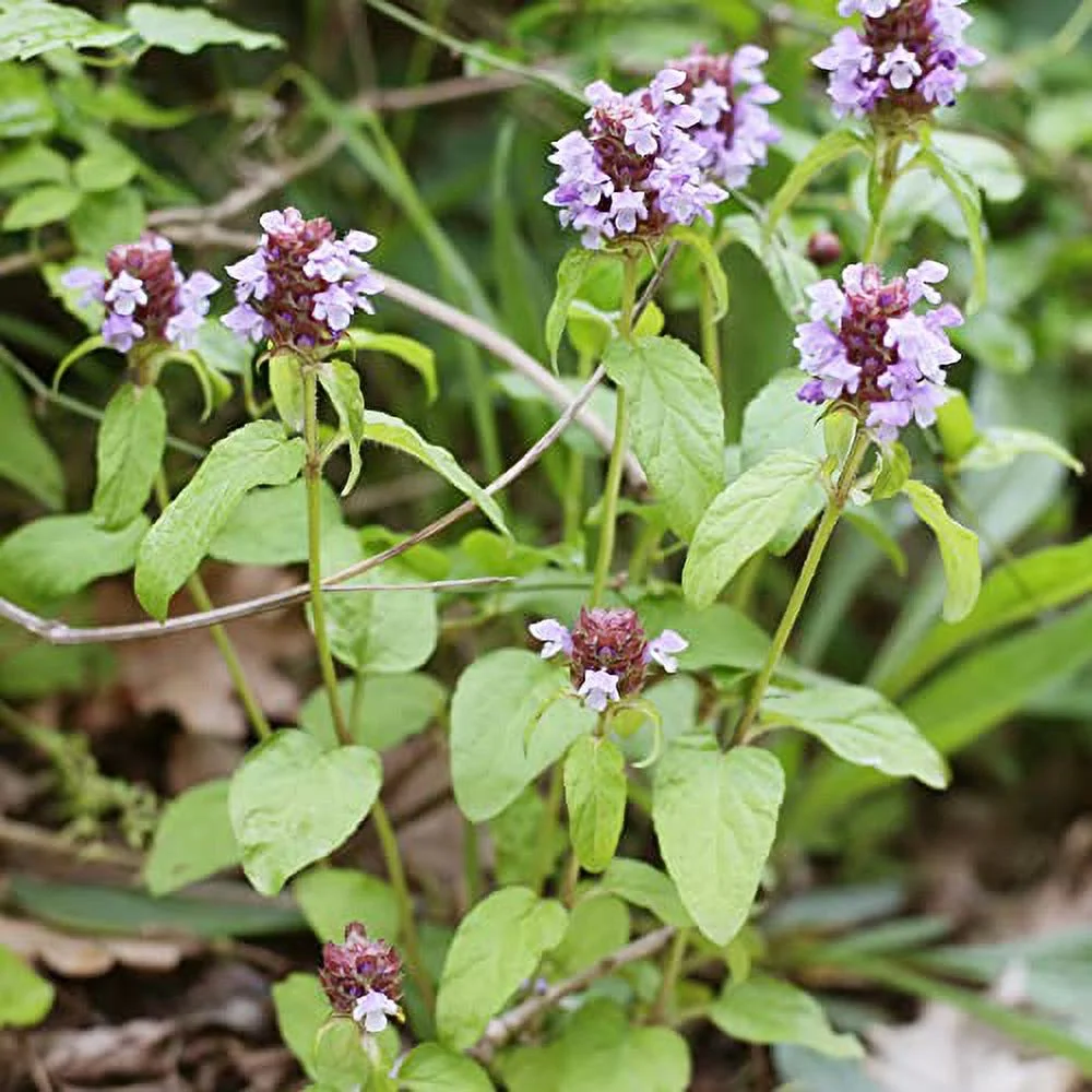 Prunella Vulgaris Seeds Selfheal Creeping Perennial Deer Resistant Attracts Bees & Butterflies Banks Slopes Borders Ground Covers Outdoor 1 OZ (Approx 35000 Seeds) Flower Seeds by YEGAOL Garden
