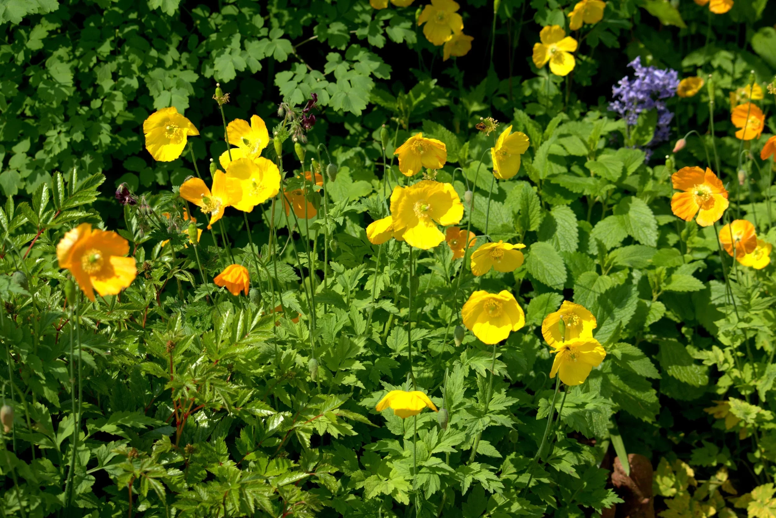 20 Seeds Yellow WELSH POPPY Meconopsis Papaver Cambricum Perennial Shade Flower Seeds
