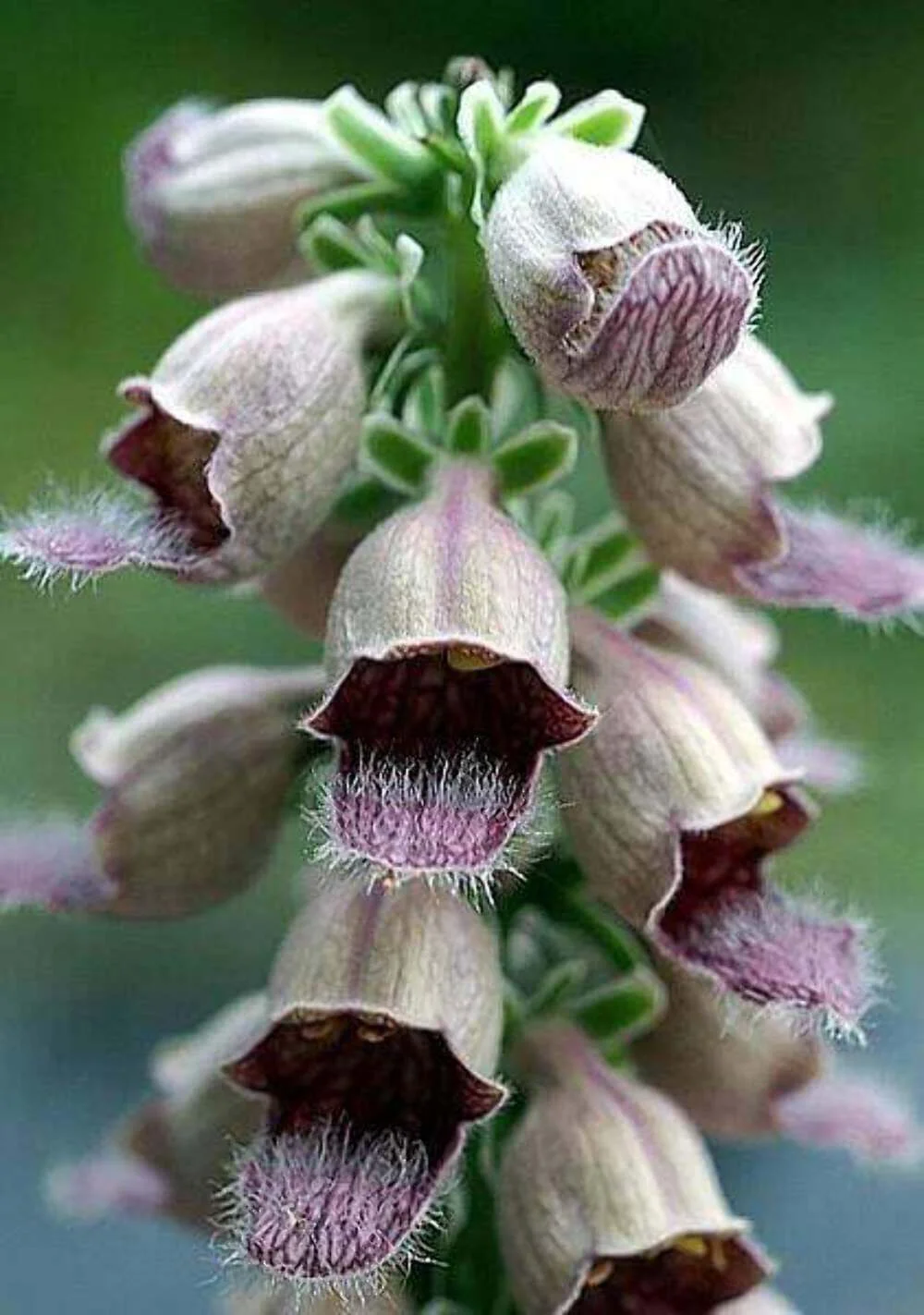 50 RUSTY FOXGLOVE Hummingbird Flower Digitalis Ferruginea Yellow Herald Seeds