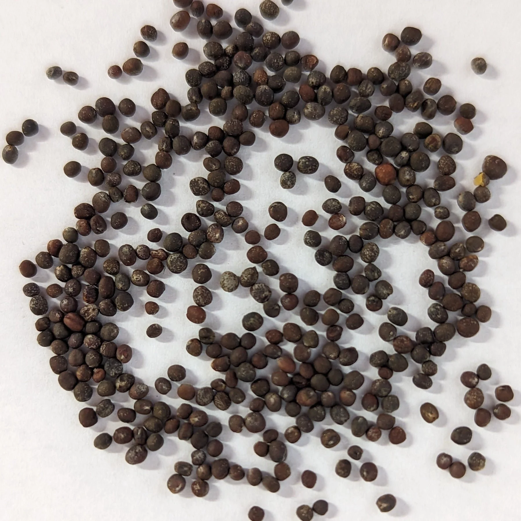 PAPAW'S GARDEN SUPPLY LLC. HELPING THE NEXT GENERATION GROW! Red Acre Heirloom Cabbage 100 Seeds