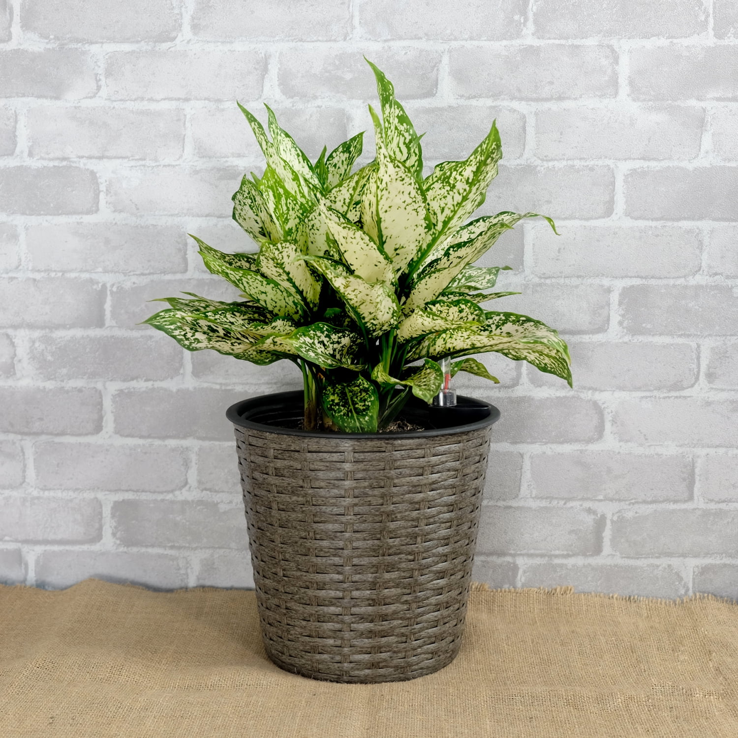 LEIYEHOOM 10.2” Self-watering Wicker Decor Planter for Indoor and Outdoor - Round - Grey