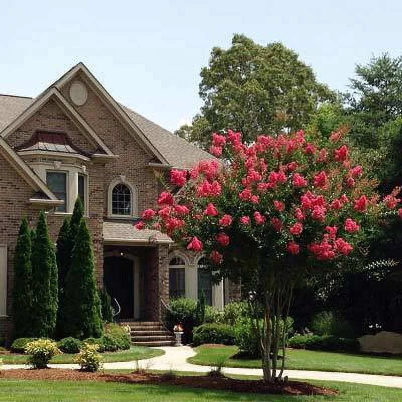 Dynamite Crape Myrtle Tree