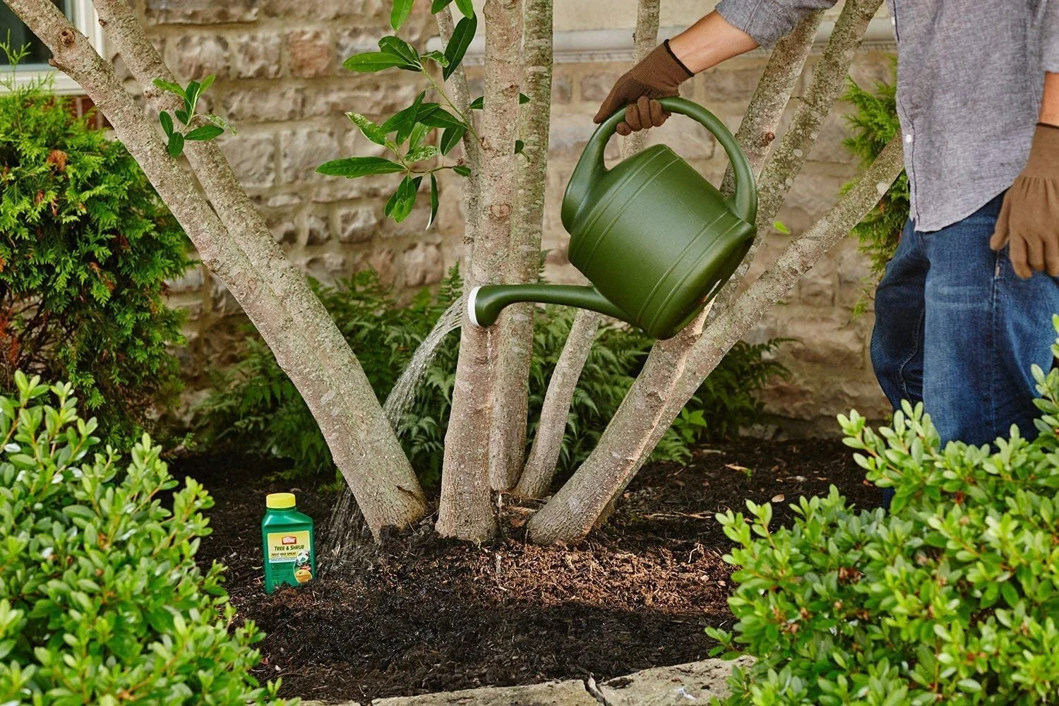 Ortho Tree & Shrub Fruit Tree Spray, 16-Ounce