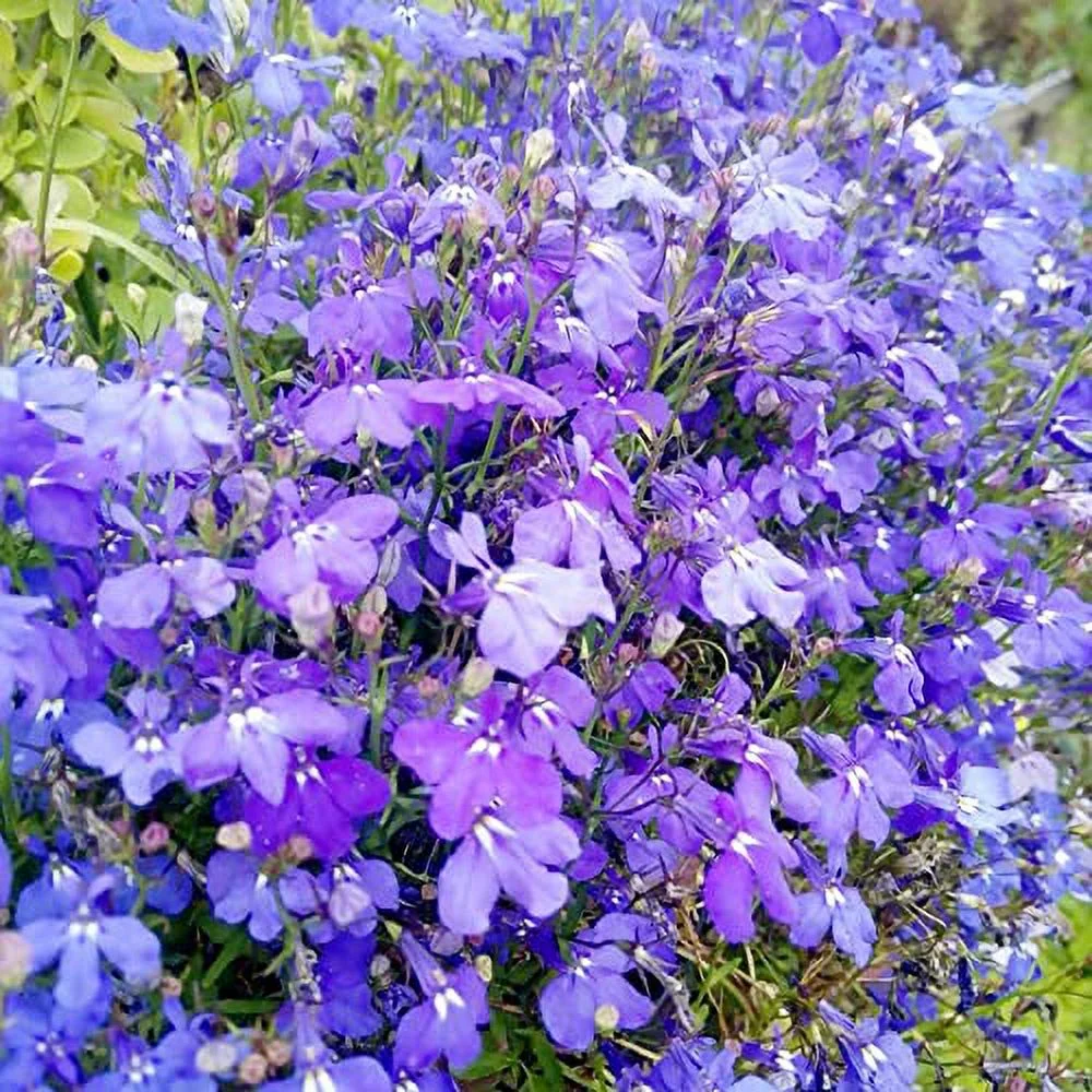Lobelia Erinus Seeds Edging Lobelia Herbaceous Perennial Deer Resistant Attracts Butterflies Hanging Baskets Window Boxed Showy Outdoor 200Pcs Flower Seeds by YEGAOL Garden