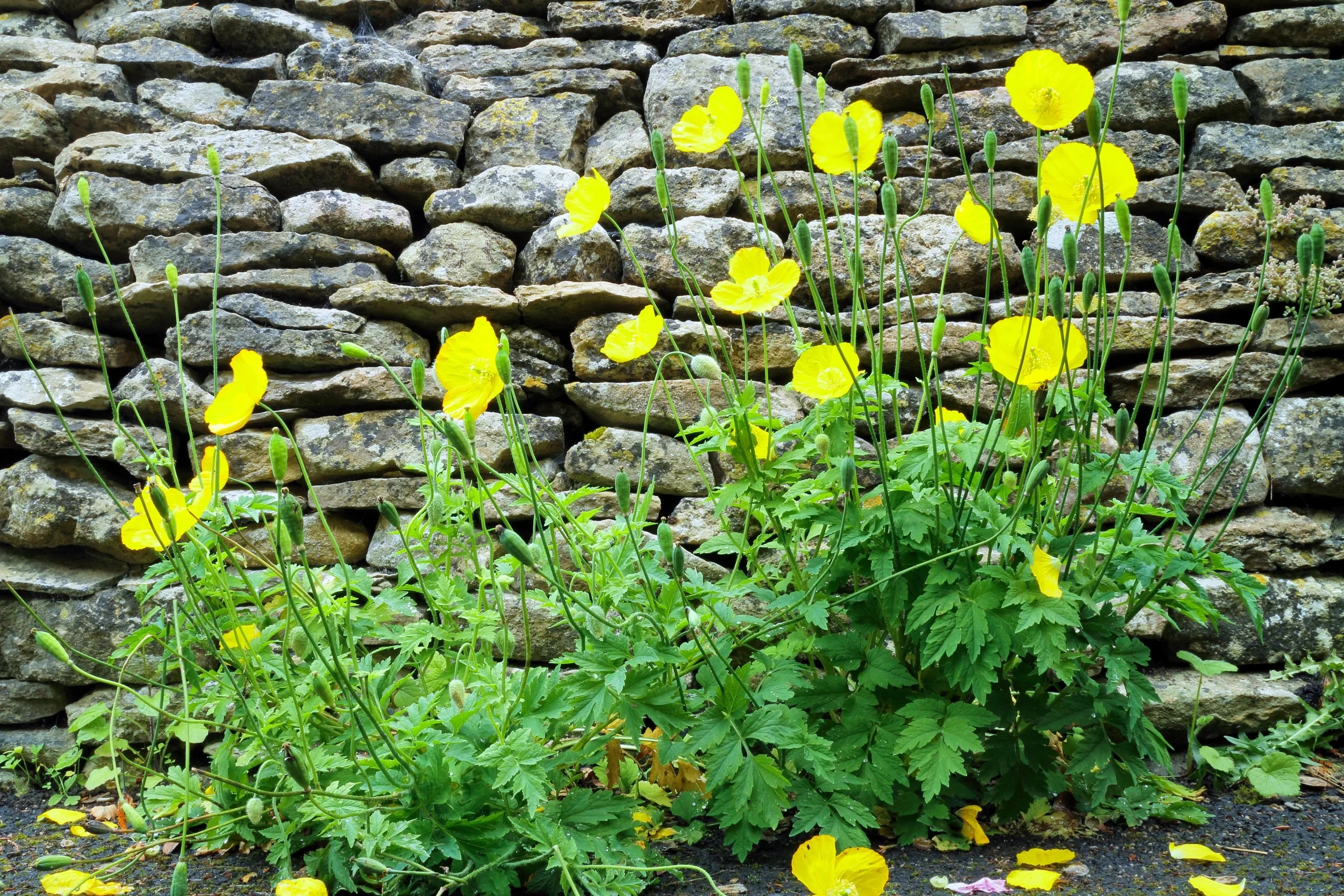 20 Seeds Yellow WELSH POPPY Meconopsis Papaver Cambricum Perennial Shade Flower Seeds