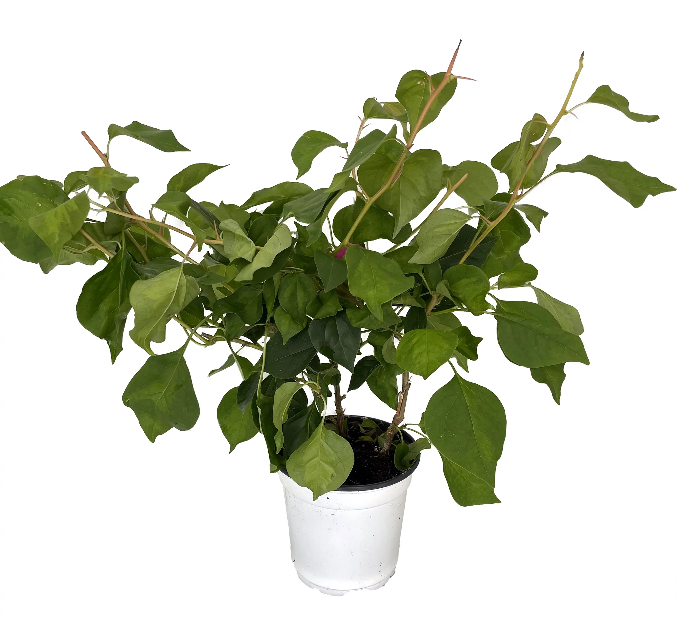 Grower's Choice Bougainvillea - Everblooming - Indoors/Outdoors/Patio - 4