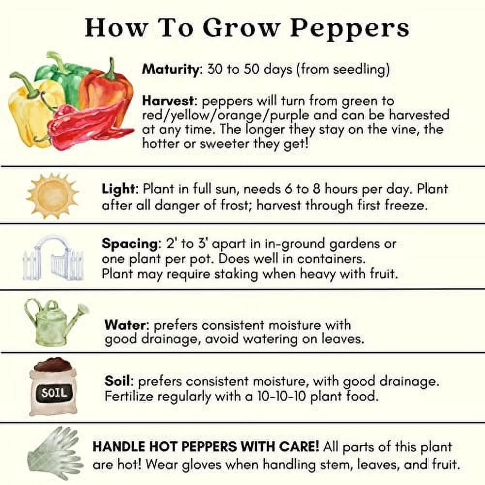 Clovers Garden Lilac Bell Pepper – Two (2) Live Plants – NonGMO - Not Seeds - Each 4