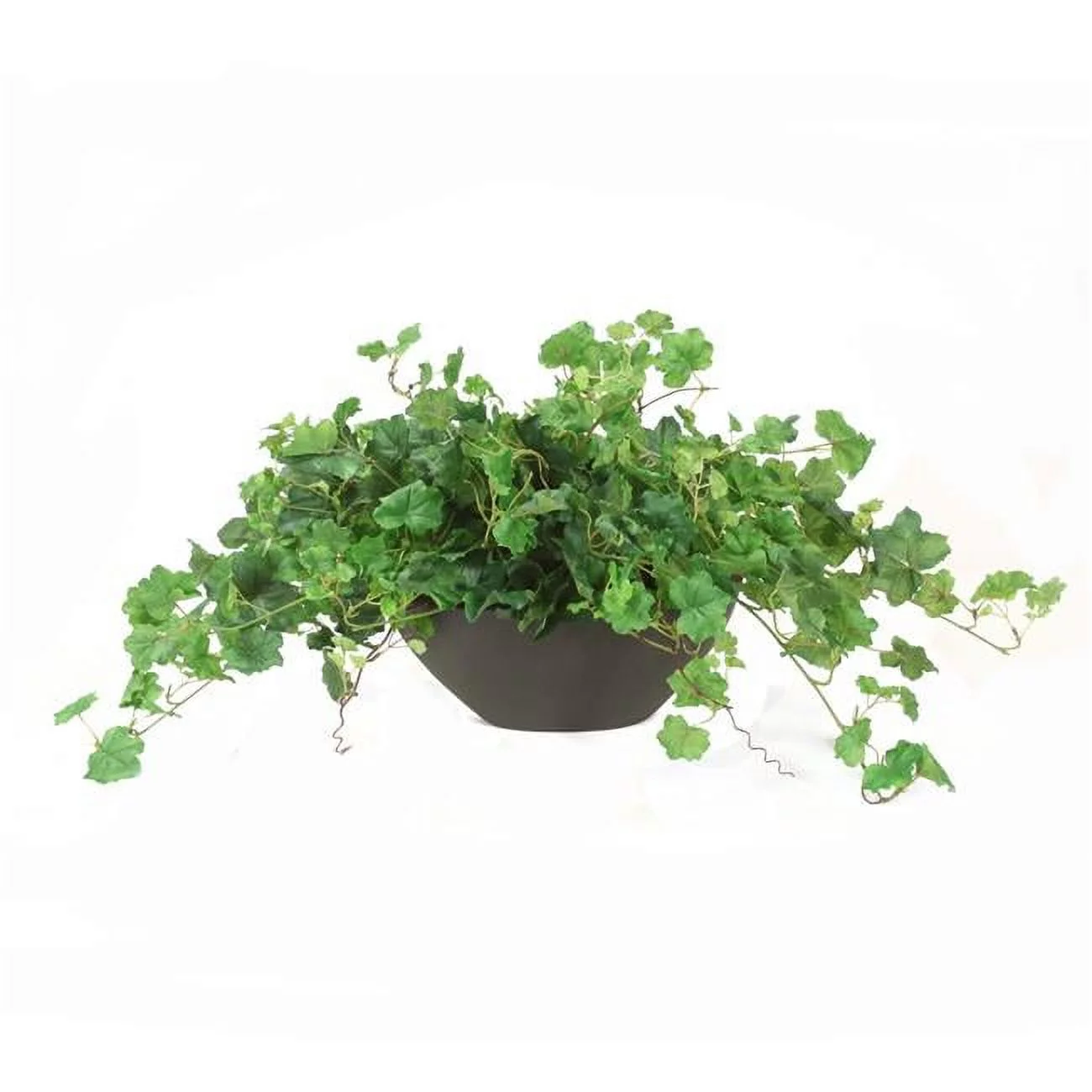 Unisex Geranium Bush in Oval Planter - Green