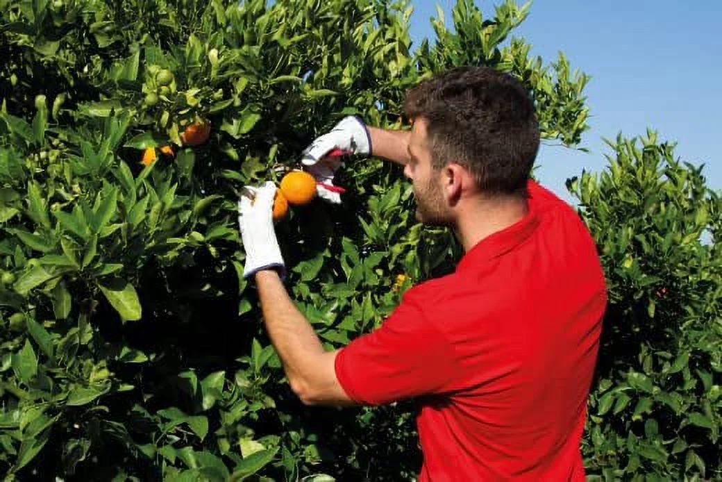 Kamikaze 6072 S-206 Durable Classic Pruner