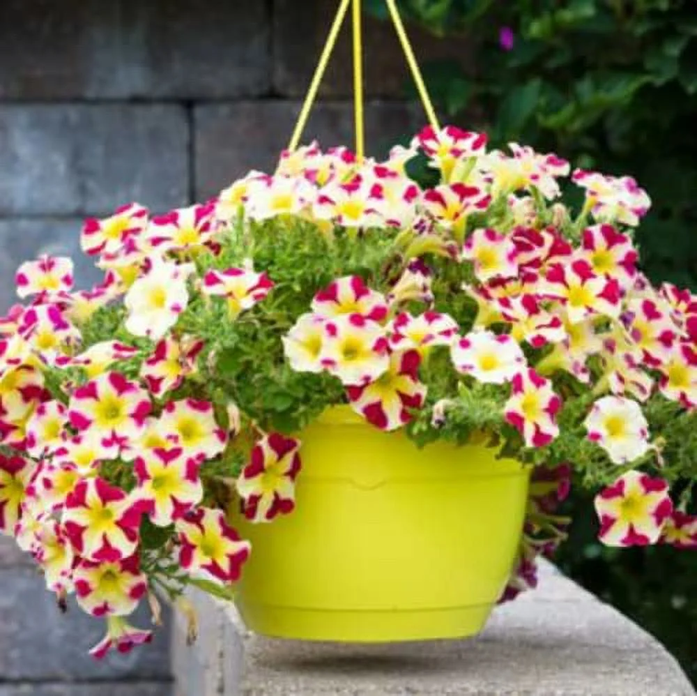 CHUXAY GARDEN Red Yellow Petunia Flower Seed 100 Seeds Lovely Yellow Flowers with Red Edge Beautiful Potted Plants Extremely Decorative
