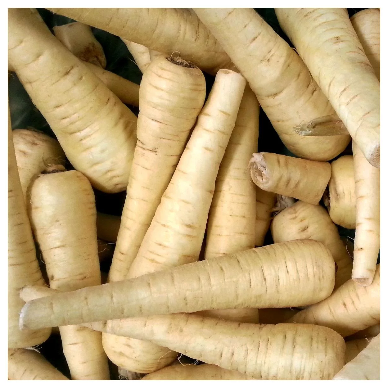 Everwilde Farms - 2000 All American Parsnip Seeds - Gold Vault Jumbo Bulk Seed Packet