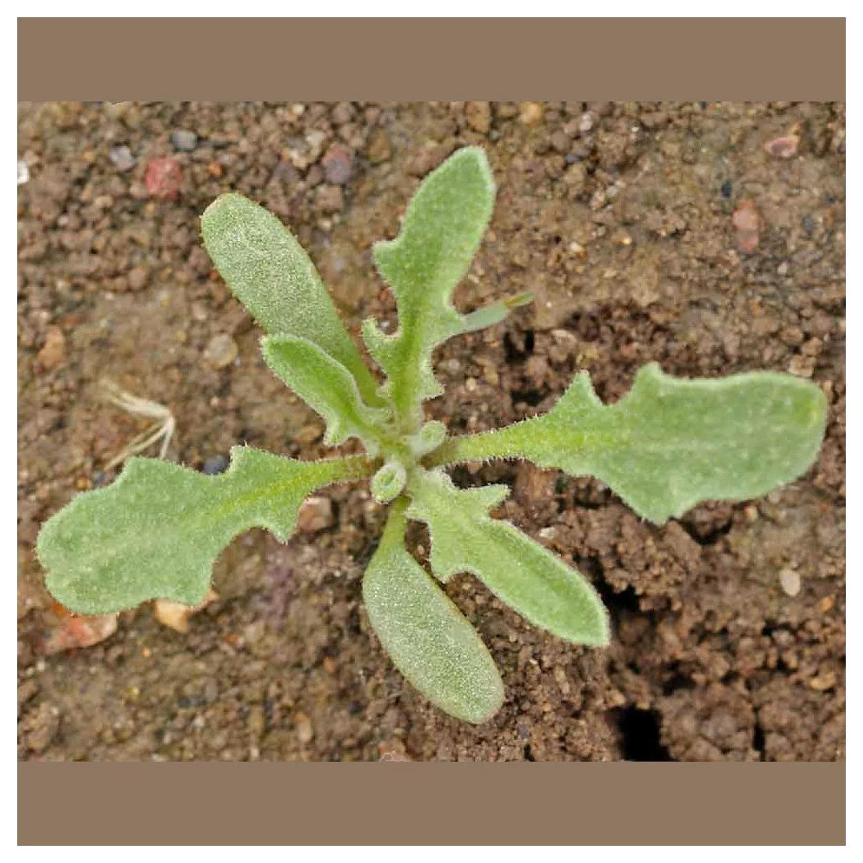 Everwilde Farms - 1000 Evening Scented Stock Garden Flower Seeds - Gold Vault Jumbo Bulk Seed Packet