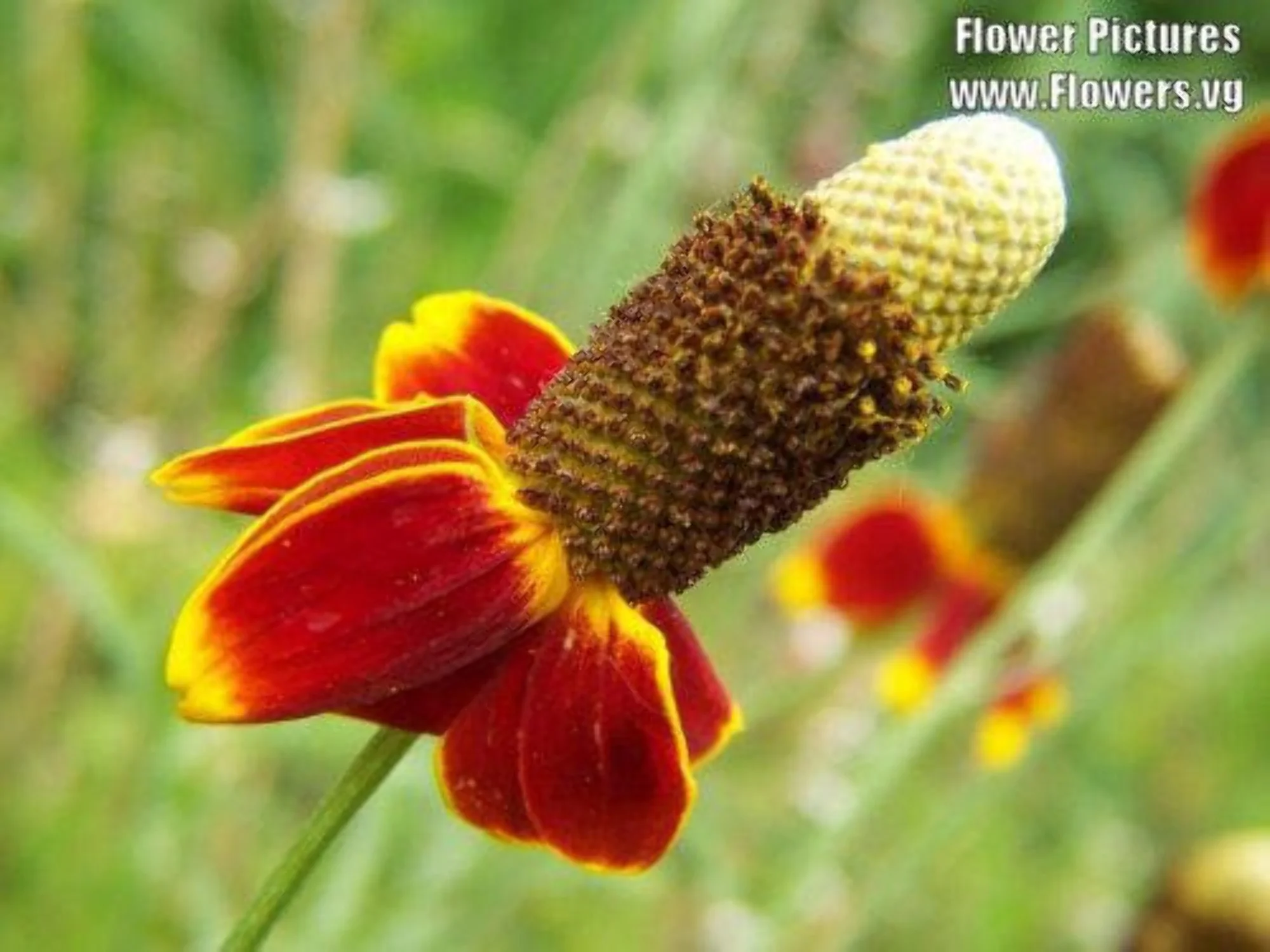500 MEXICAN HAT Ratibida Columnaris Flower Seeds