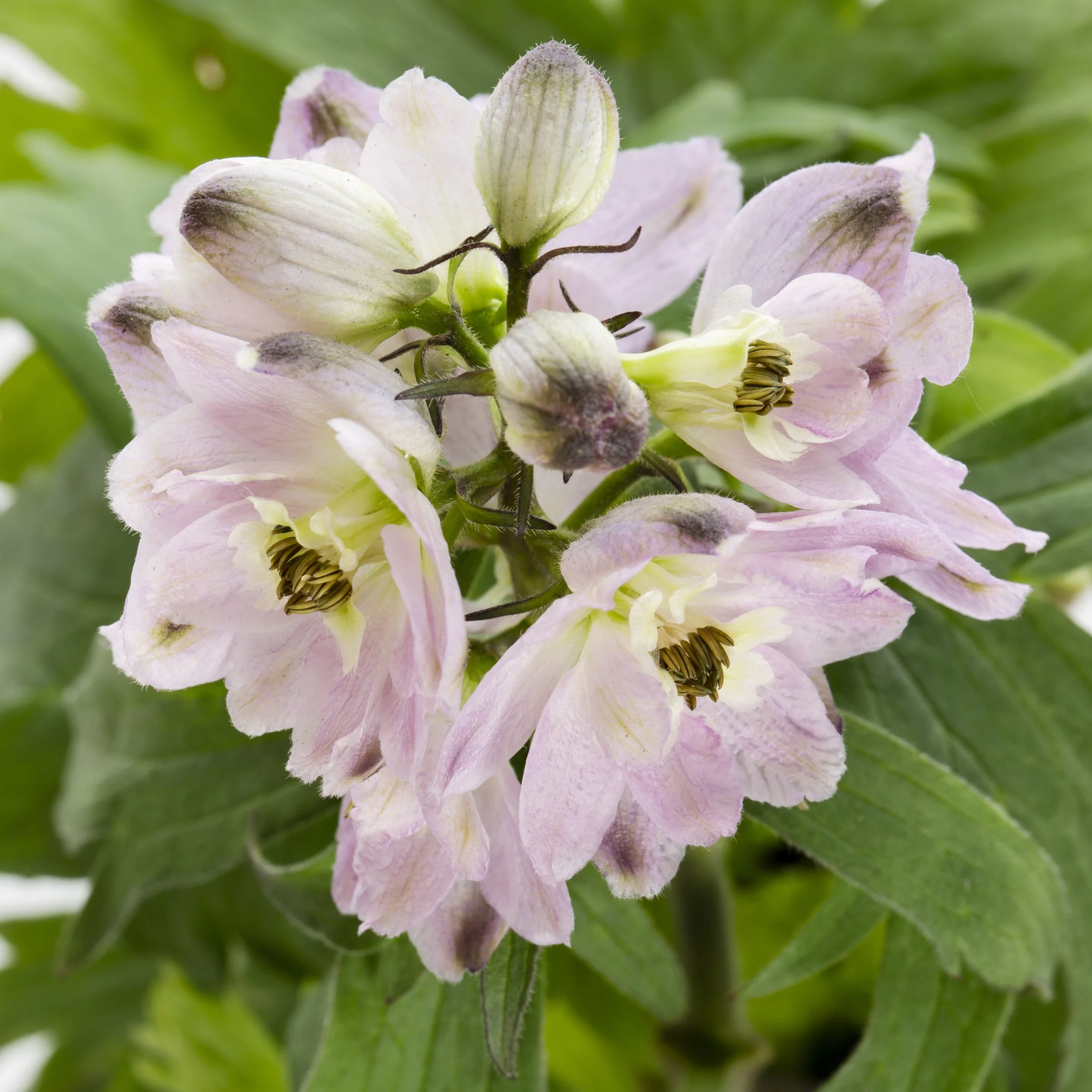 Expert Gardener QT Blue Delphinium Live Plants with Grower Pot