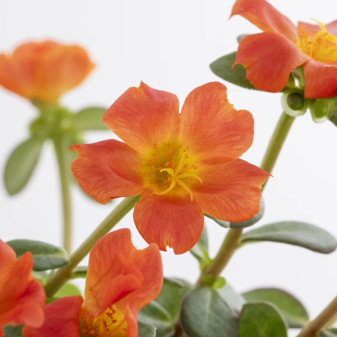 Better Homes & Gardens QT Orange Portulaca Live Plant Grower Pot Sun