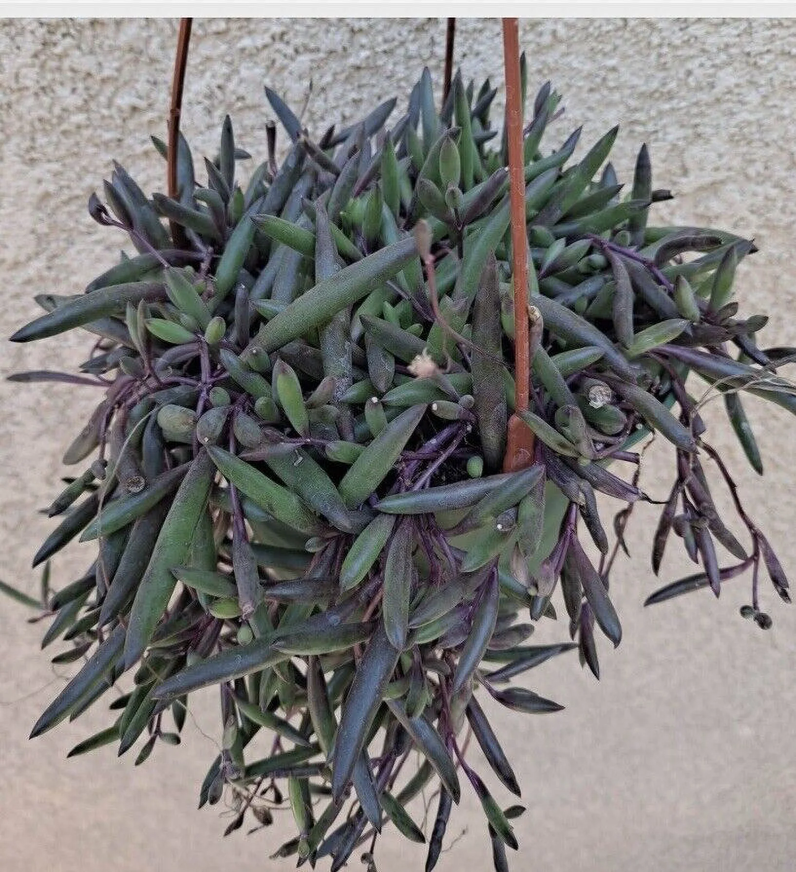 Othonna Capensis are “String of Rubies” and “Ruby Necklace” in 6-inch Basket