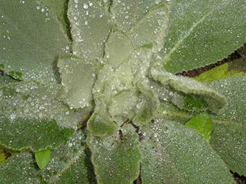 Great Mullein Verbascum thapsus 150 Seeds Heirloom- Non GMO - Open Pollinated
