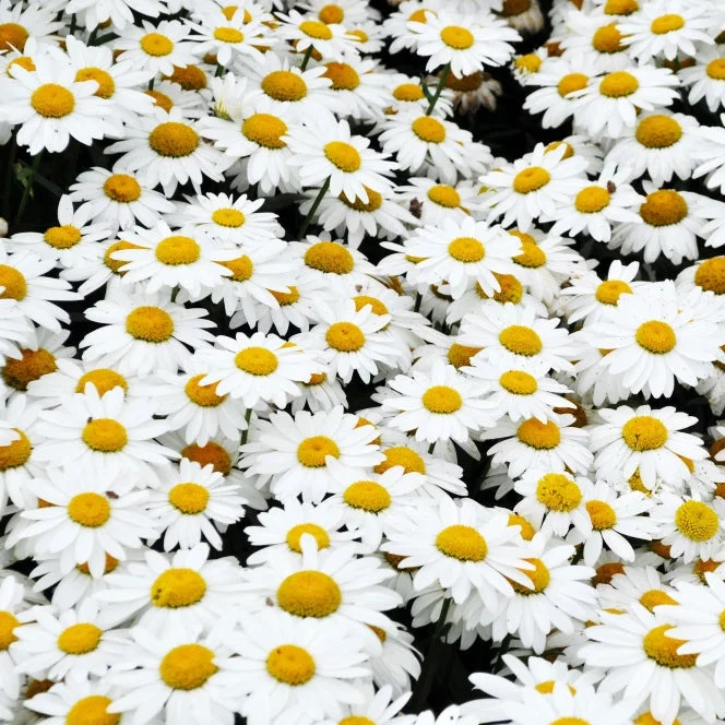 Daisy Seeds - Shasta - 1 Pound - White Flower Seeds,  Open Pollinated Seed  Attracts Bees, Attracts Butterflies, Attracts Pollinators, Easy to Grow & Maintain, Extended Bloom Time, Fast Growing