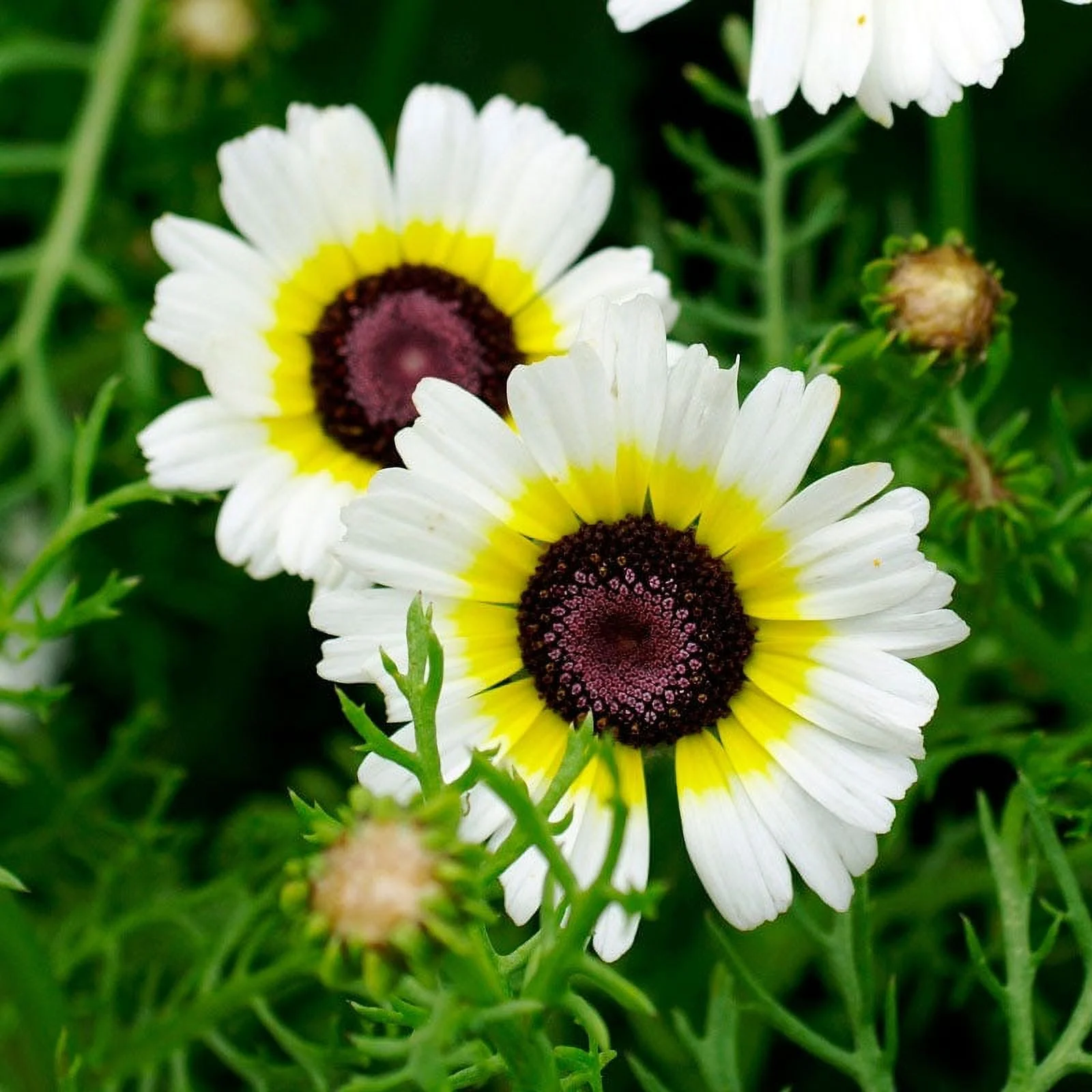 Daisy Seeds (Painted) - Polar Star - 1 Ounce - White/Yellow Flower Seeds,   Attracts Bees, Attracts Butterflies, Attracts Pollinators, Easy to Grow & Maintain, Extended Bloom Time, Fast Growing