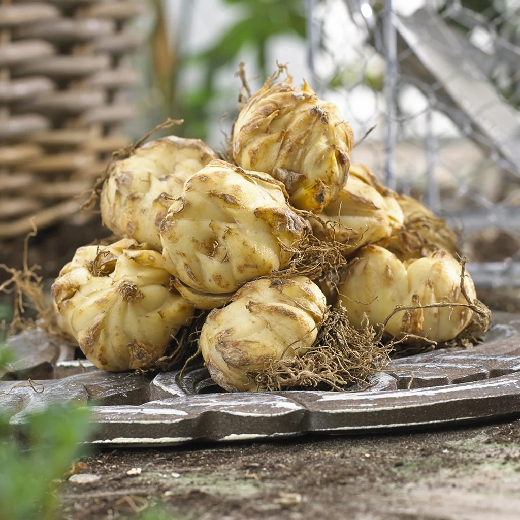 Van Zyverden Patio Golden Romance Lilies with Metal Planter, Nursery Pot, Medium, Gloves and Planting Stock, 7 Bulbs, Yellow, Partial Sun, Perennial, Fragrant, 8lbs