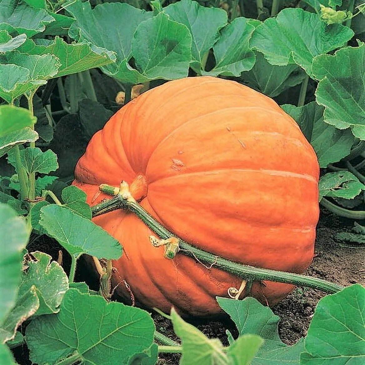 TomorrowSeeds - Mammoth Gold Pumpkin Seeds - 60+ Count Packet - Carving Halloween Giant Pumpkins Connecticut Field Vegetable Squash Seed For 2024 Season