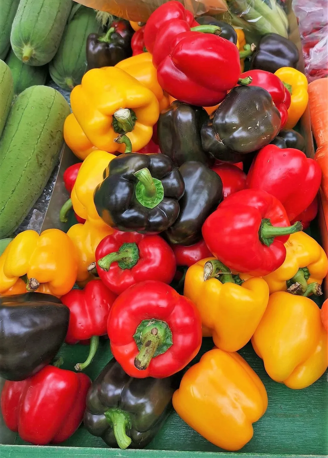 150 RAINBOW BELL PEPPER Sweet Red Green Yellow Orange Purple Brown White Seeds