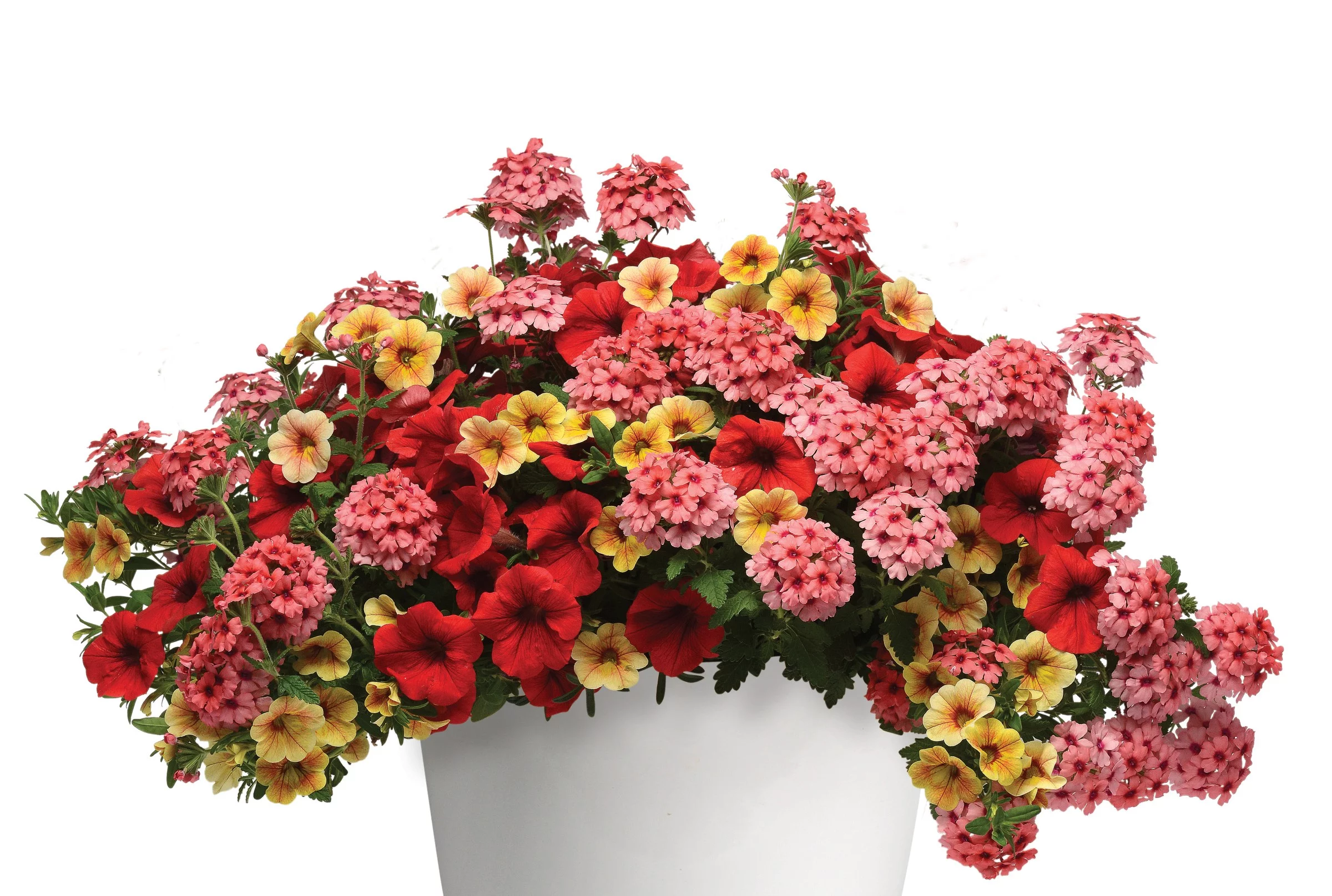 Better Homes & Gardens - 2.5 Gallon Multicolor Calibrachoa & Petunia Headliner Annual - Live Plants