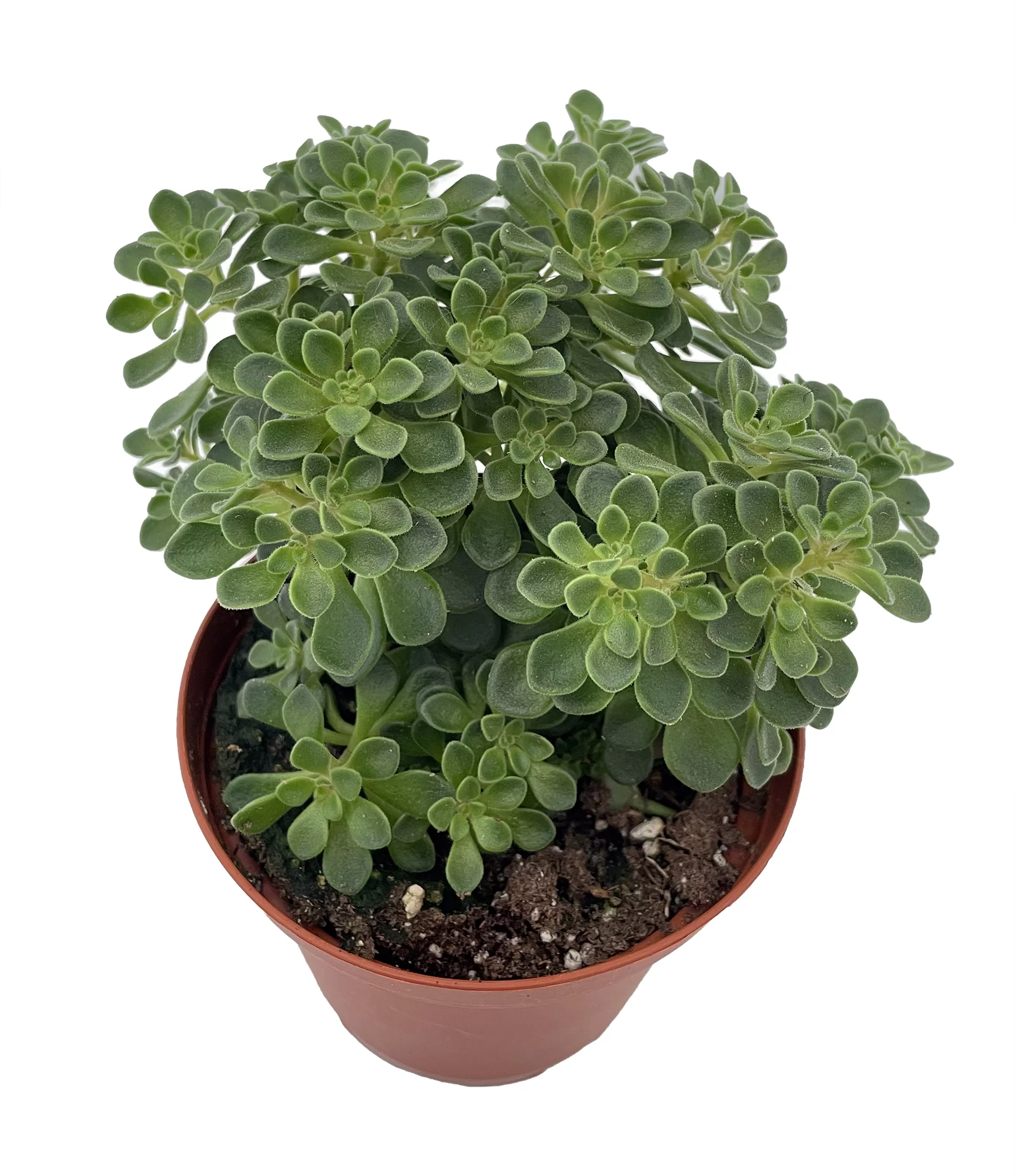 Irish Bouquet Succulent -Aeonium lindleyi var viscatum 'Irish Bouquet'- 3.7