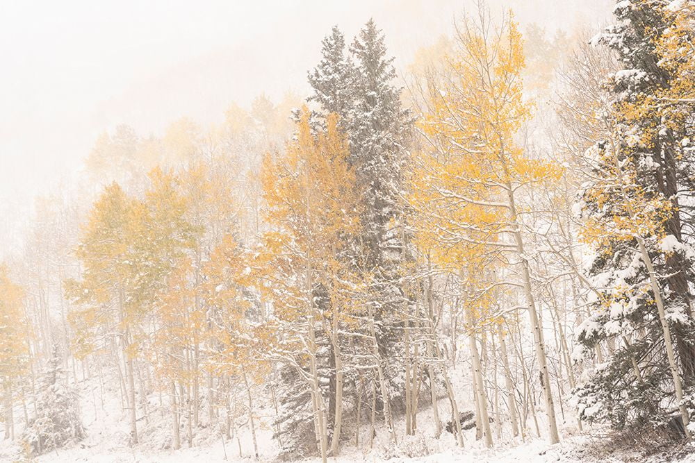 Jaynes Gallery 14x11 White Modern Wood Framed Museum Art Print Titled - USA-Colorado-Uncompahgre National Forest Aspen and spruce after autumn snowstorm