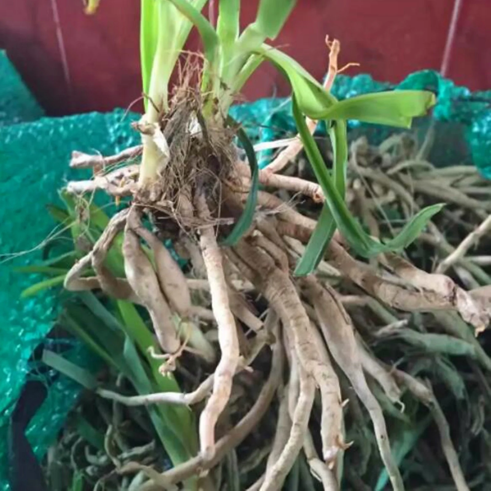 Daylily Bulbs,  Daylilies ,Daylily Bulbs Reblooming, Daylily Plant,Wild Daylilies,Flower Pots,Daylily, Daylily Bulbs For Sale