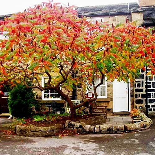 CHUXAY GARDEN Rhus Typhina,Staghorn Sumac 50 Seeds Velvet Sumac, Datisca hirta, Rhus hirta, Rhus typhina Flowering Plant Small Ornamental Tree Flamboyant Torch Striking Landscaping Plant