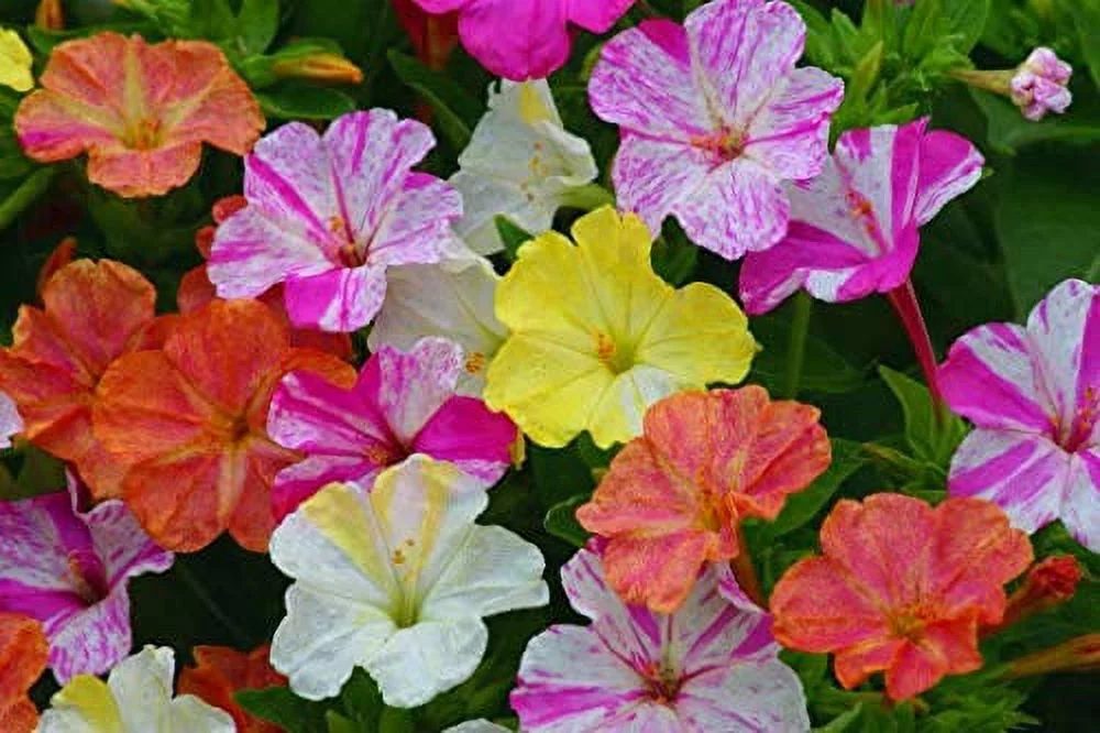 Daisy Garden 50 Pcs Mirabilis Jalapa Four O'Clock Flower Seed Tropical Ornaments Flower