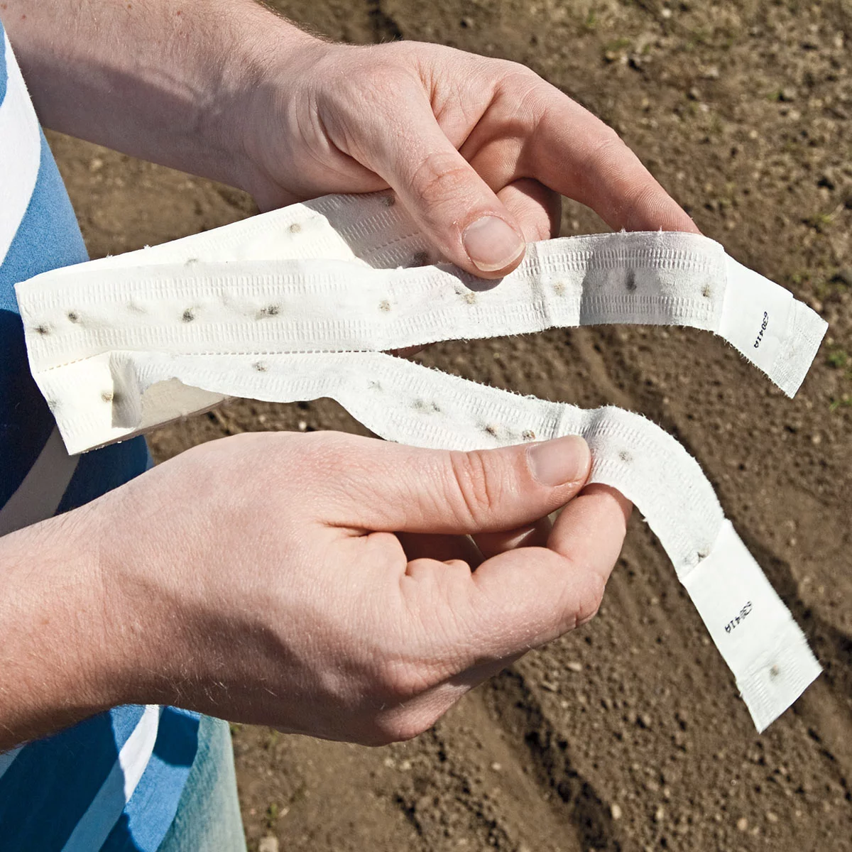 Early White Vienna Kohlrabi - 2 seed tapes measuring 7.5 feet long each