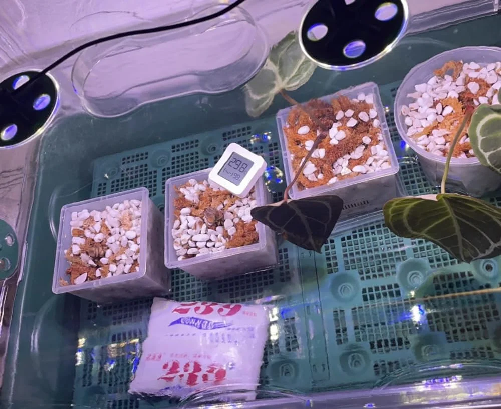 50QT Organic Perlite Horticultural Soil Amendment for Plants and Enhanced Drainage Enhanced Growth (5-8mm)