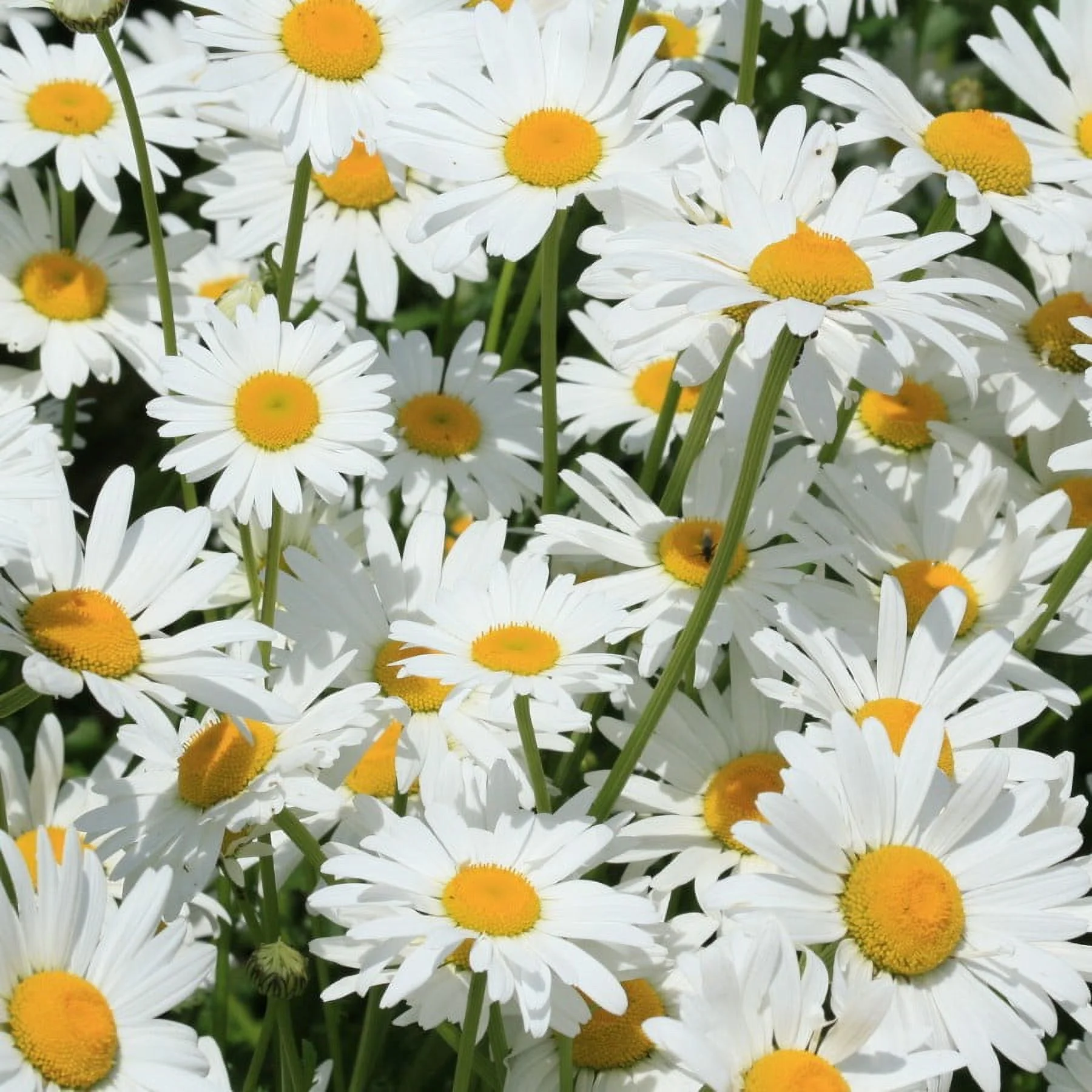 Shasta Daisy, 100 Seeds, Seed Grows into Beautiful Bright White/Yellow Flowers