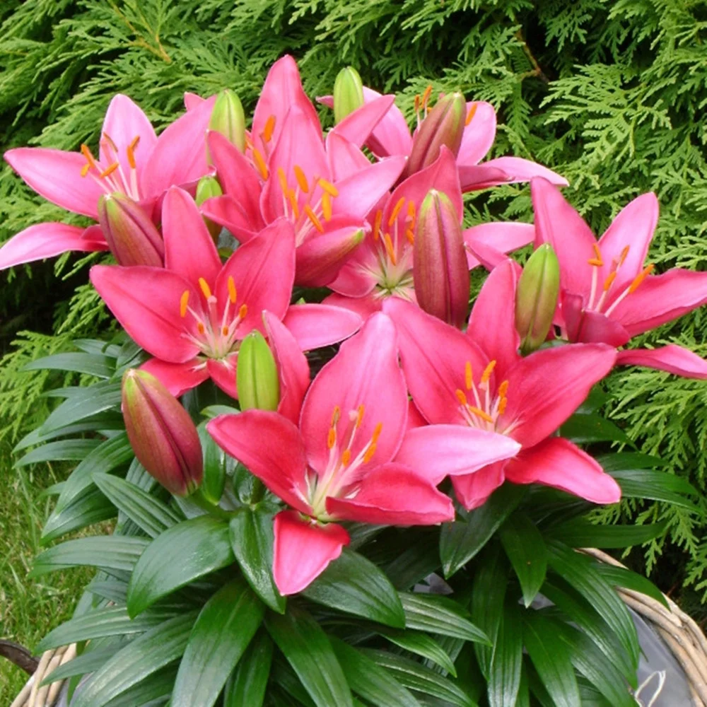 Garden Bulb  Oriental Lily Flower Bulbs  Orientals are the most fragrant of lilies