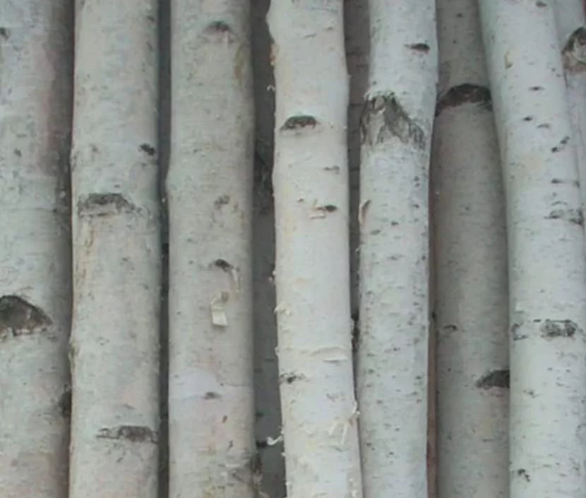 Four Medium White Birch Poles 4 Ft