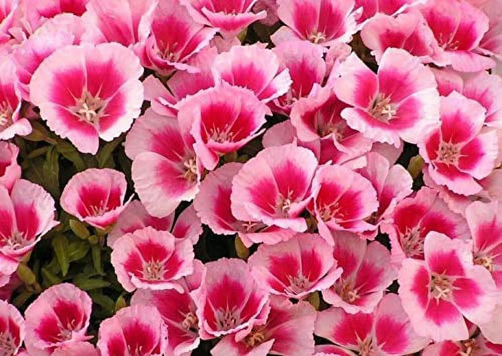 Godetia Rembrandt (Pink to Red Pedals) Flower Seeds,1500 Heirloom Seeds Per Packet, Non GMO Seeds