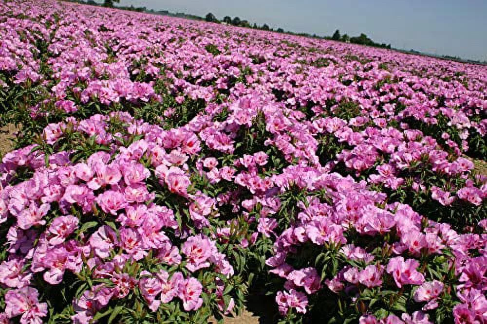 Godetia Cattleya Lilac Flower Seeds,1500 Heirloom Seeds Per Packet, Non GMO Seeds