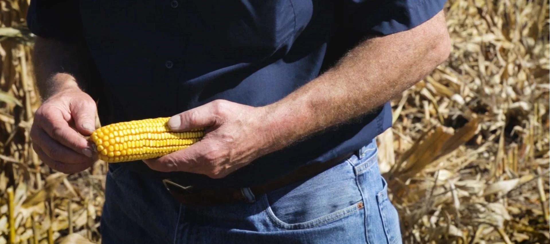 Bulk Corn Cobs Locally Grown for Wildlife Feeding Squirrels, Deer, Chipmunks (25 Pounds)