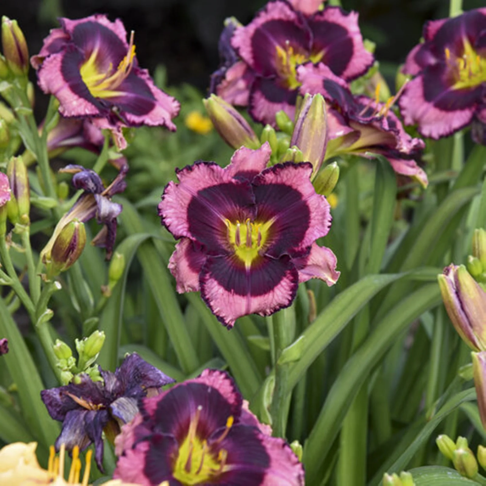 Daylily Bulbs,  Daylilies ,Flower Pots,Daylily,Daylily Bulbs Reblooming, Daylily Plant,Wild Daylilies, Daylily Bulbs For Sale
