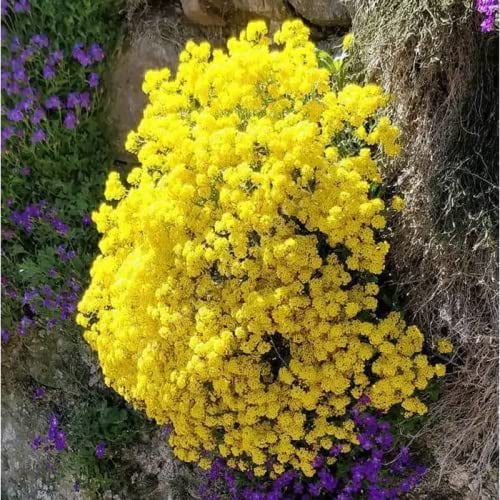 CHUXAY GARDEN Yellow Arabis-Rock Cress,Aurinia Saxatilis,Basket of Gold 100 Seeds Mulch The Lawn Striking Landscaping Plant