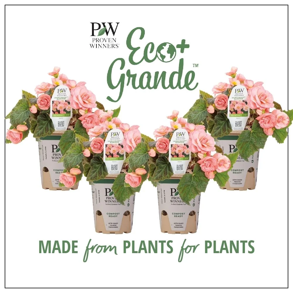 4.25 in. Eco+Grande, Double Delight Blush Rose (Begonia), Live Plant, Pink Flowers (4-Pack)